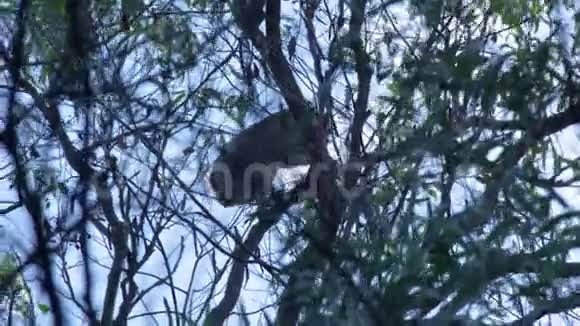 树袋熊爬树枝视频的预览图