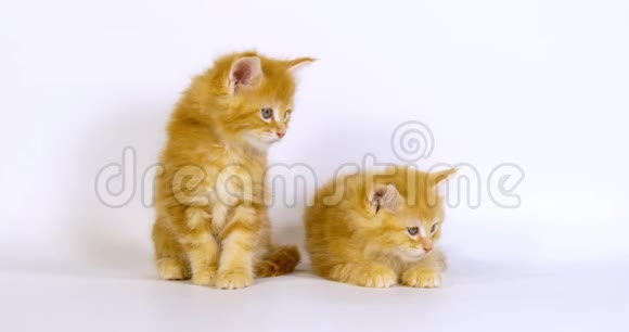 奶油斑缅因州家庭猫小猫打白色背景诺曼底在法国视频的预览图