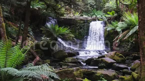 马蹄形瀑布被塔斯马尼亚的蕨类植物包围视频的预览图
