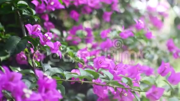 一棵树上美丽的紫色花朵盛开的夏树视频的预览图