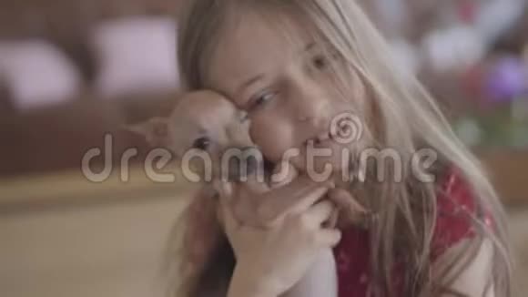 可爱的小女孩拥抱和亲吻她的小棕色吉娃娃狗特写的肖像孩子花时间在视频的预览图