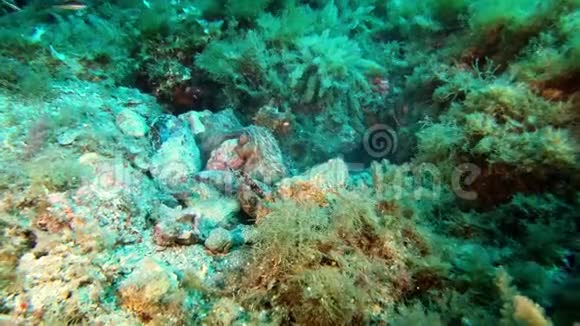 水下章鱼吹向相机视频的预览图