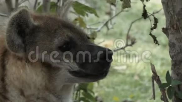 靠近一只有斑点的鬣狗视频的预览图