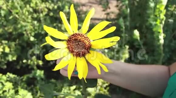 修指甲的女孩拔出黄色向日葵的花瓣一个女人在猜测爱情之花视频的预览图