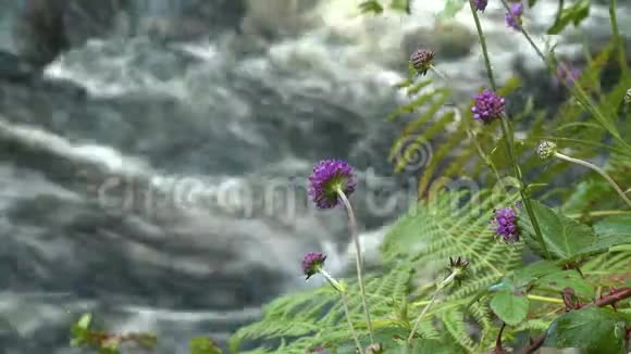 紫色学士钮扣花和奔流溪视频的预览图