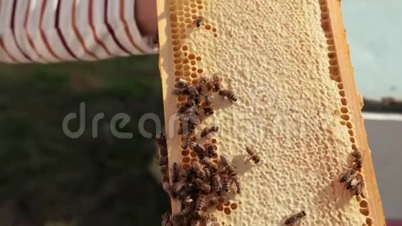 蜜蜂在蜂巢上爬行充满蜂蜜的蜂巢视频的预览图