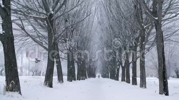 冰冻城市雪树巷背景下的冬季降雪冬景雪冬树巷覆盖视频的预览图