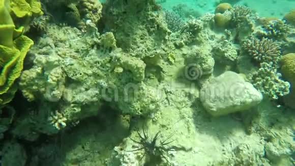 热带珊瑚狮子鱼在珊瑚礁旁边游泳视频的预览图