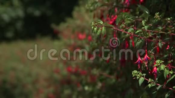 紫红色灌木丛在微风中摇曳视频的预览图