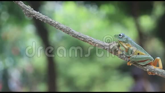 华莱士飞翔的青蛙青蛙树蛙特写两栖动物视频的预览图