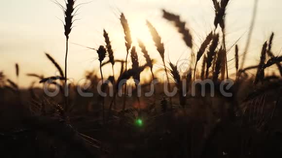 农业概念是一种生活方式金色的日落覆盖麦田麦收穗慢动作视频背景天空视频的预览图