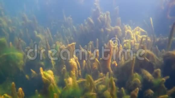 浅滩淡水湖生态环境恶劣水藻丛生冷水生物区内长满了淡水植物视频的预览图