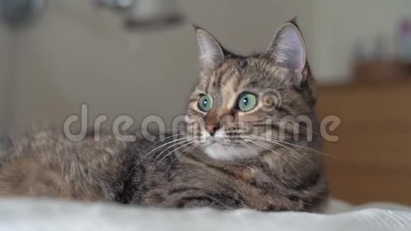 懒洋洋的脾气暴躁的绿眼睛的猫躺在舒适的床上流动人口视频的预览图