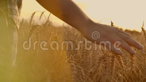 女人手里的麦穗日落或日出时的田野收获概念视频的预览图