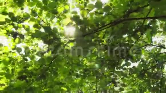 太阳的光线穿过夏林中的树叶视频的预览图