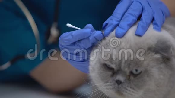 仔细清洗猫耳朵治疗蜱虫预防听力损失视频的预览图