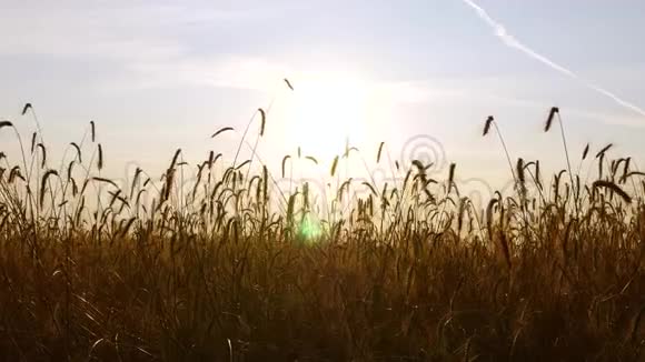 日落时美丽的风景风吹过成熟的麦穗农业和视频的预览图