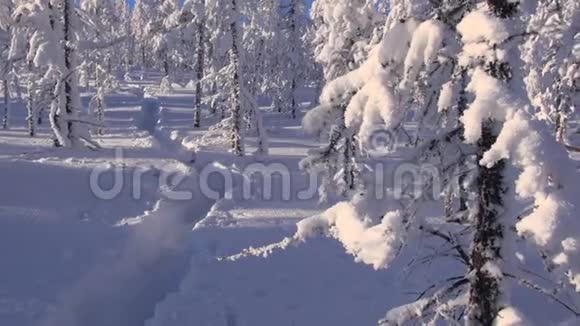 冬天早上好冰霜雪泰加落叶松的枝条随风摆动Kolyma视频的预览图