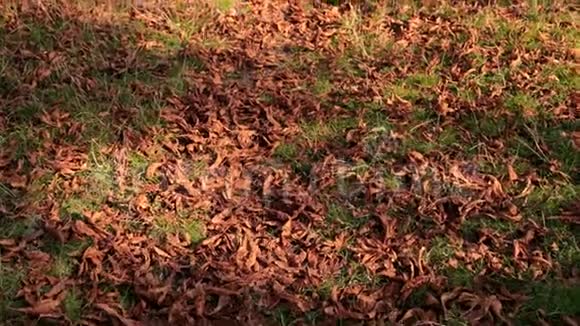 许多枯黄的树叶从树上飘落下来躺在绿草上视频的预览图