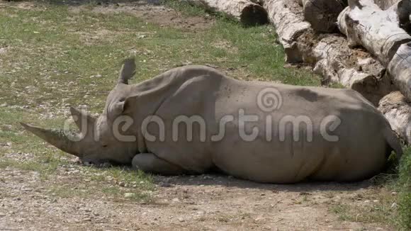 白犀牛休息视频的预览图