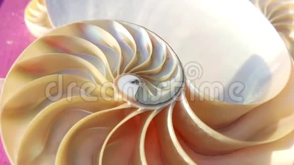 鹦鹉螺壳股票菲波那契镜头视频剪辑转金比数序列自然背景半切片视频的预览图