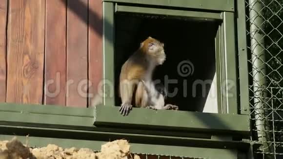 猕猴从西方笼子里出来视频的预览图