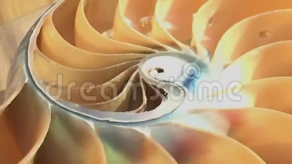 鹦鹉螺壳股票菲波那契镜头视频剪辑转金比数序列自然背景半切片视频的预览图