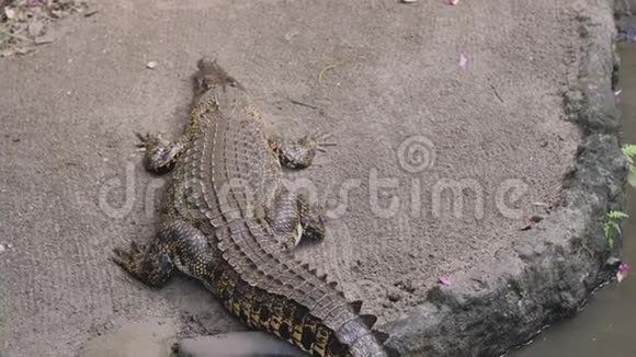 梅丹苏马特拉乌塔拉印度尼西亚2019年05月01日冬眠鳄鱼视频的预览图