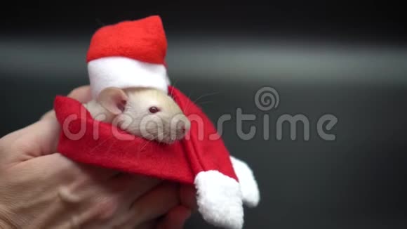 穿着圣诞老人套装的老鼠在黑色背景上新年和圣诞节快乐的概念视频的预览图