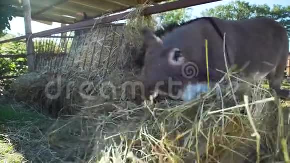 驴子在农场里的一只小狗里吃干草视频的预览图