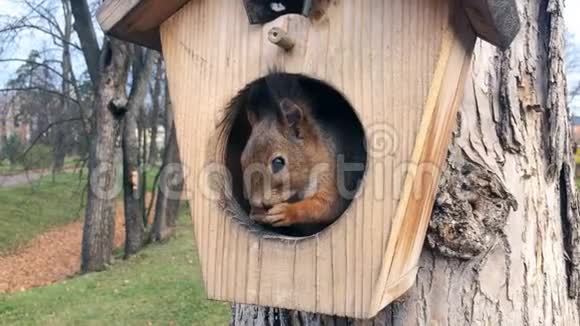 松鼠在树干上的木屋里吃坚果视频的预览图