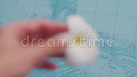 白色的佛兰哲潘花从手中落入池中视频的预览图