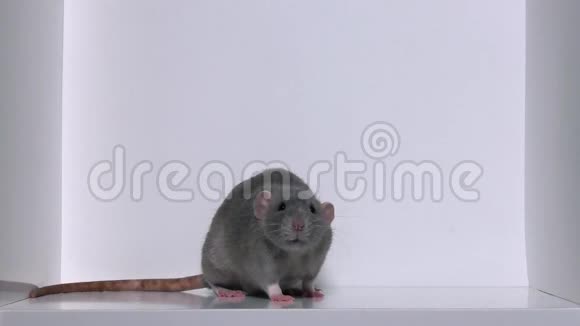 小灰人老鼠洗了他的爪子闻了闻白色背景视频的预览图