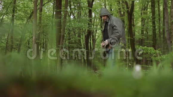野生落叶林与大轴合作的特写视频的预览图