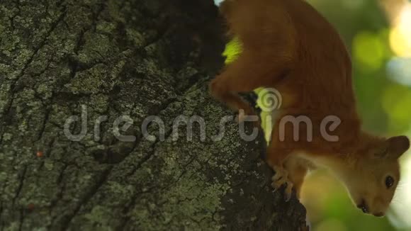 小松鼠把头藏在树洞里怕公园里的人特写视频的预览图