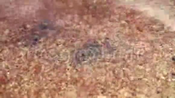 水下视野下的甲虫视频的预览图