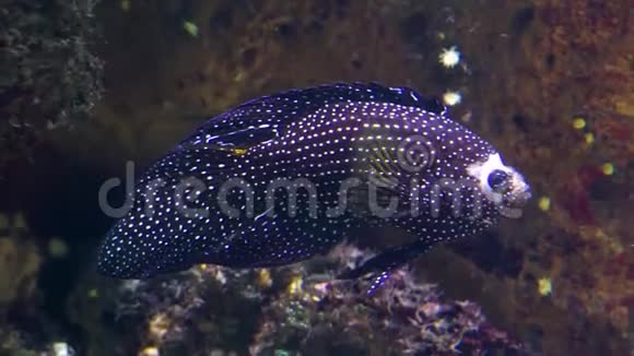 特写一只白色斑点的鳕鱼热带水族馆宠物美丽的异国鱼类视频的预览图