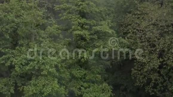 夏雨后潮湿森林的绿树多雨森林中充满活力的树木视频的预览图