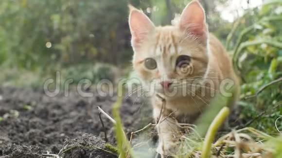 生姜小猫在户外散步做跳跃猫观察花园宠物在户外玩耍和打猎视频的预览图