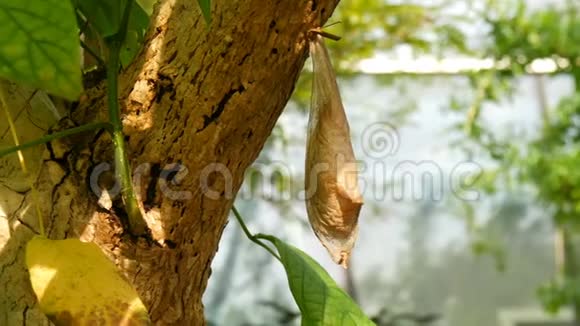 挂在树上的热带蝴蝶的大茧视频的预览图