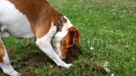 杰克罗塞尔猎犬的慢动作视频在野外发现了一些东西视频的预览图