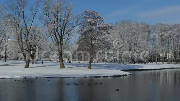 城市公园积雪树木的反映视频的预览图
