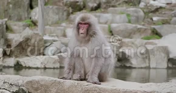 雪猴坐在日本温泉onsen边上的岩石上然后跑了视频的预览图