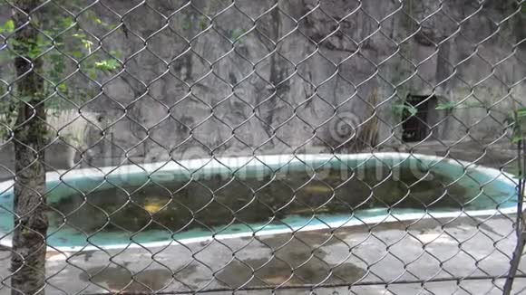 4K本加拉白虎在动物园池塘附近的一个金属网后面爬视频的预览图