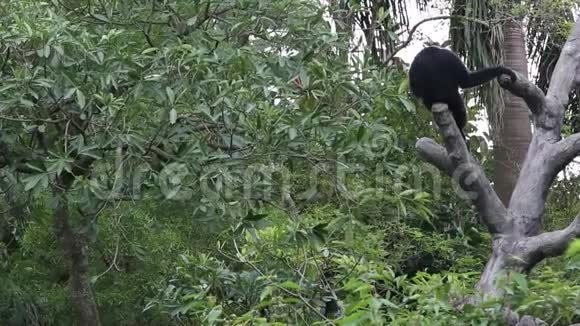 蜘蛛猴Atelespaniscuss爬上了森林中的树顶视频的预览图