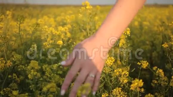 女人的手在美丽的田野里抚摸着金色的夕阳视频的预览图