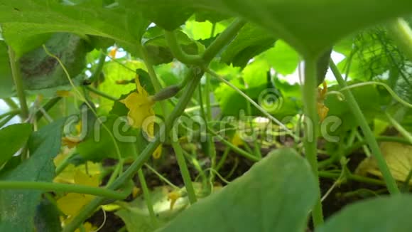 小绿果子房黄瓜幼苗上有黄花活动缓慢视频的预览图