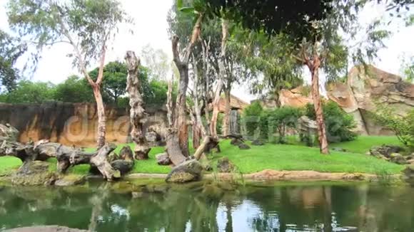 野生动物园里的两只猴子坐在雨中的一棵树上视频的预览图