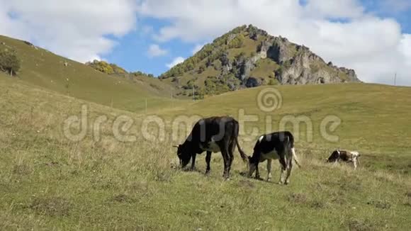 在一个绿色的秋天牧场上有两头斑点的黑牛山地和畜牧业概念视频的预览图
