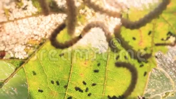 毛虫在黎明时吃树的叶子视频的预览图